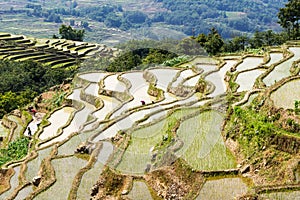 Yuanyang Rice Terraces, Yunnan - China