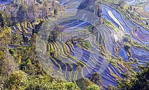 Yuanyang Rice Terraces, Yunnan, China