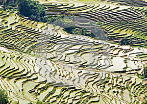 Yuanyang Rice Terraces, Yunnan - China