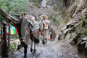Yubeng valley village