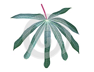 Yuca Cassava leaf