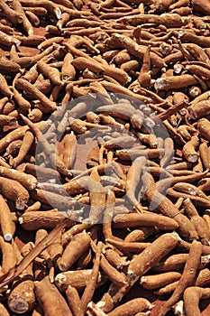 Yuca, cassava or manioc roots photo