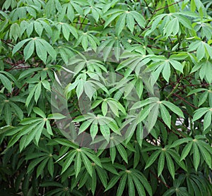 Yuca Plant