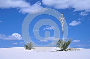 Yuca plant in White Sands