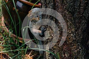 yucatan baby squirrel peek behind the birch trunk, springtime, mexico