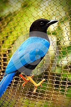 Yucatan Jay bird