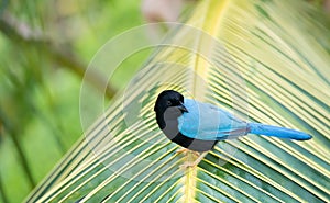 Yucatan Jay on palm branch in Mexico