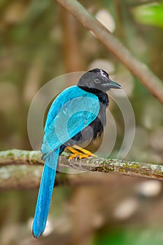 Yucatan Jay perched on a branch