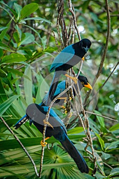 Yucatan jay sitting in bushes on the costal area of Mexico