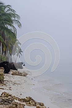 Yucatan\'s Silent Embrace: Enigmatic Fog Envelops Peninsula, Lone Coconut Tree in Secluded Shoreline Solitude