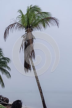 Yucatan\'s Silent Embrace: Enigmatic Fog Envelops Peninsula, Lone Coconut Tree in Secluded Shoreline Solitude