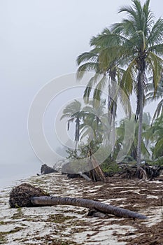 Yucatan\'s Silent Embrace: Enigmatic Fog Envelops Peninsula, Lone Coconut Tree in Secluded Shoreline Solitude