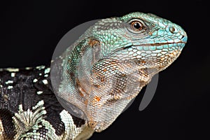 Yucatan Spiny-tailed Iguana Cachryx defensor