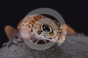 YucatÃÂ¡n Banded Gecko (Coleonyx elegans) photo