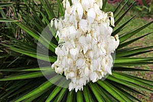 Yucca