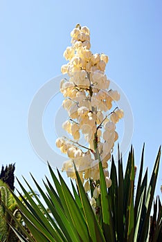 Yucca