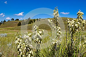 Soapweed Yucca Flowers Blooming in the Summer in Eastern Wyoming along Silver Springs Dirt Road (State Route 54).