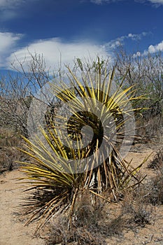 Yucca