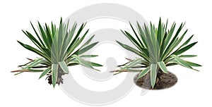 Yucca