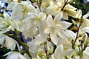 Yucca