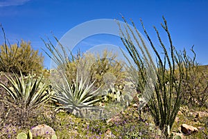 Yucca