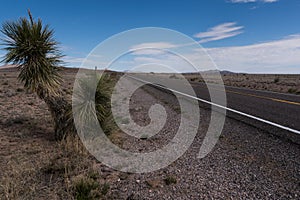 A Yucca along New Mexico highway 27