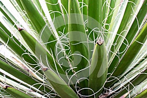 Yucca baccata leaves closeup background photo