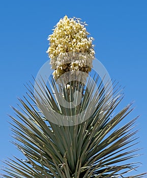 Yucca Blooming in Arizona photo