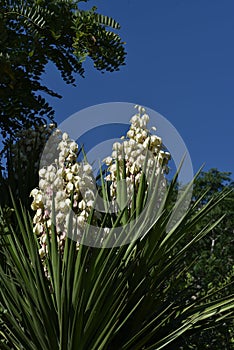 Yucca filamentosa blossom, Yucca blooms a beautiful white flower