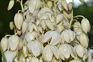 Yucca filamentosa blossom, Yucca blooms a beautiful white flower