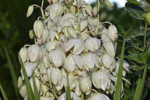 Yucca filamentosa blossom, Yucca blooms a beautiful white flower