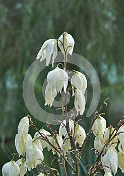 Yucca blossoms