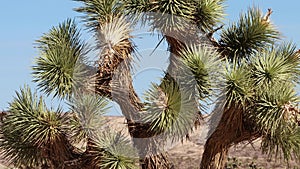 Yucca Brevifolia Anciency - El Paso Mtns - 102722