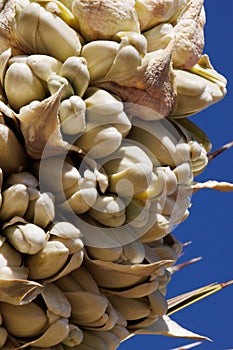 Yucca Brevifolia Bloom - Mojave Desert - 022422