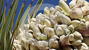 Yucca Brevifolia Bloom - Mojave Desert - 022422