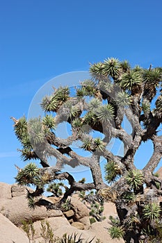 Yucca Brevifolia Branching - Little San Bernardino Mtns - 111423