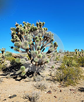 Yucca brevifolia Engelm. The Joshua tree of the desert in Mojave, Nevada. Perennial evergreen monoecious plant photo