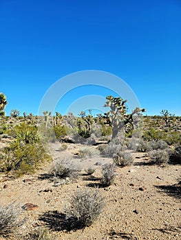 Yucca brevifolia Engelm. The Joshua tree of the desert in Mojave, Nevada. Perennial evergreen monoecious plant photo