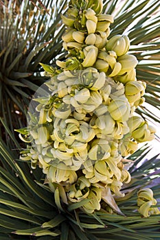 Yucca brevifolia flowers in Joshua Tree National Park