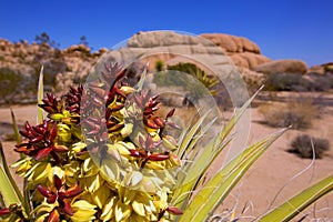Yucca brevifolia flowers in Joshua Tree National Park photo