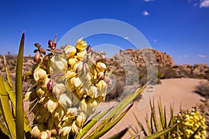 Yucca brevifolia flowers in Joshua Tree National Park photo