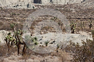 Yucca Brevifolia Forest - El Paso Mtns - 102722
