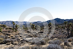 Yucca Brevifolia Joshua Tree Desert Landscape photo