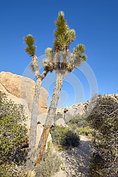 Yucca brevifolia in the Joshua Tree National Park, USA