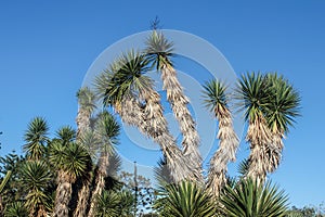 Yucca brevifolia or Joshua Trees against clear blue sky in botanical garden in Australia