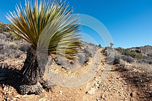 Yucca Brevifolia Palm Cactus Tree Mojave Desert Lost Horse Mine Hiking Trail