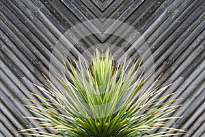 Yucca or cactus plant abstract with diagonal planks of wood in t