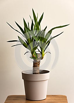 Yucca Cane plant in a pot on a white background photo