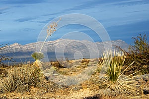 Yucca dawn at White Sands