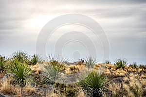 Yucca Dot the Hillside on Overcast Morning